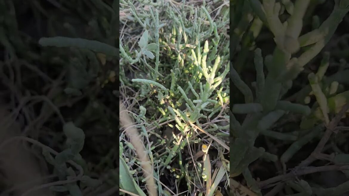 Découvrez la Salicorne : Délicieuse Plante Reminéralisante et Comestible ! Découvrez la Salicorne : Délicieuse Plante Reminéralisante et Comestible !