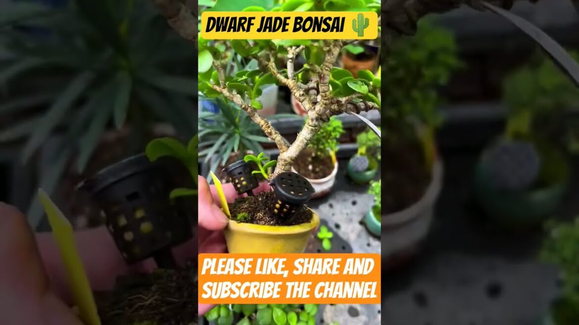 jade plant bonsai, how to make bonsai #jadeplant #jadebonsai #bonsai #youtubeshorts #farming #viral jade plant bonsai, how to make bonsai #jadeplant #jadebonsai #bonsai #youtubeshorts #farming #viral