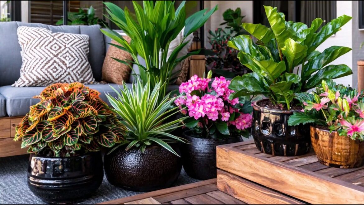 15 Pro-Tips for Small Home’s Opulent Container Gardens 15 Pro-Tips for Small Home's Opulent Container Gardens