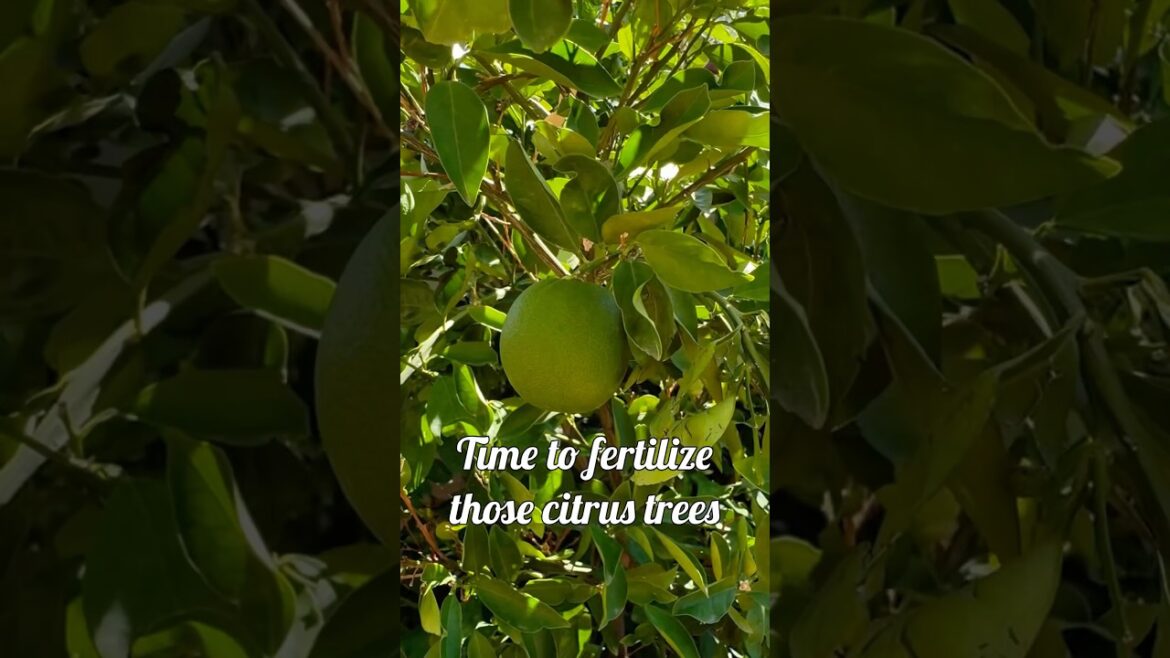 Fertilize your citrus trees on Valentines Day, Memorial Day and Labor Day #gardeninglife #citrustree