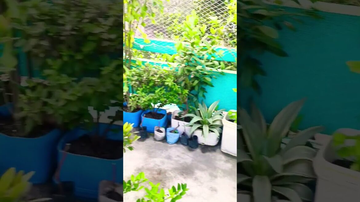 Homegarden|| #garden #gardening #gardendesign #shorts #nature #houseplants #flowers #householdplants
