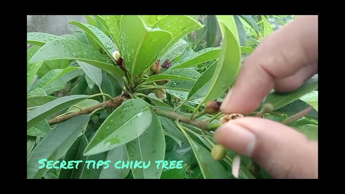 #Gardener chiku tree secret tips#