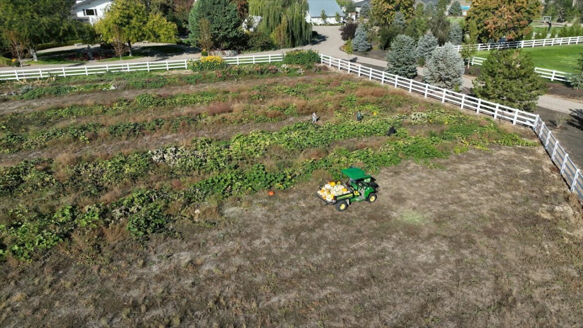 Garden Answer: Last Pumpkin Harvest! (There Were SO Many!) ๐๐๐ // Garden Answer Last Pumpkin Harvest! (There Were SO Many!) ๐๐๐ // Garden Answer