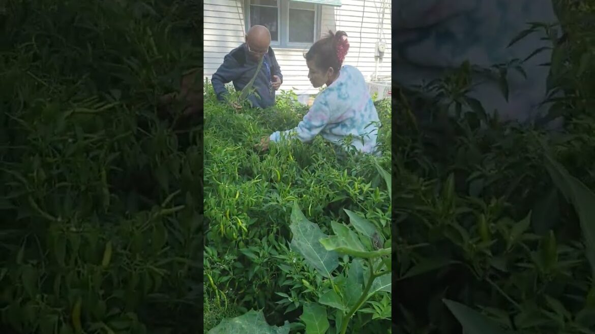 #garden #mybackyardgarden #backyard #food #family #gardening #nature #vegetables