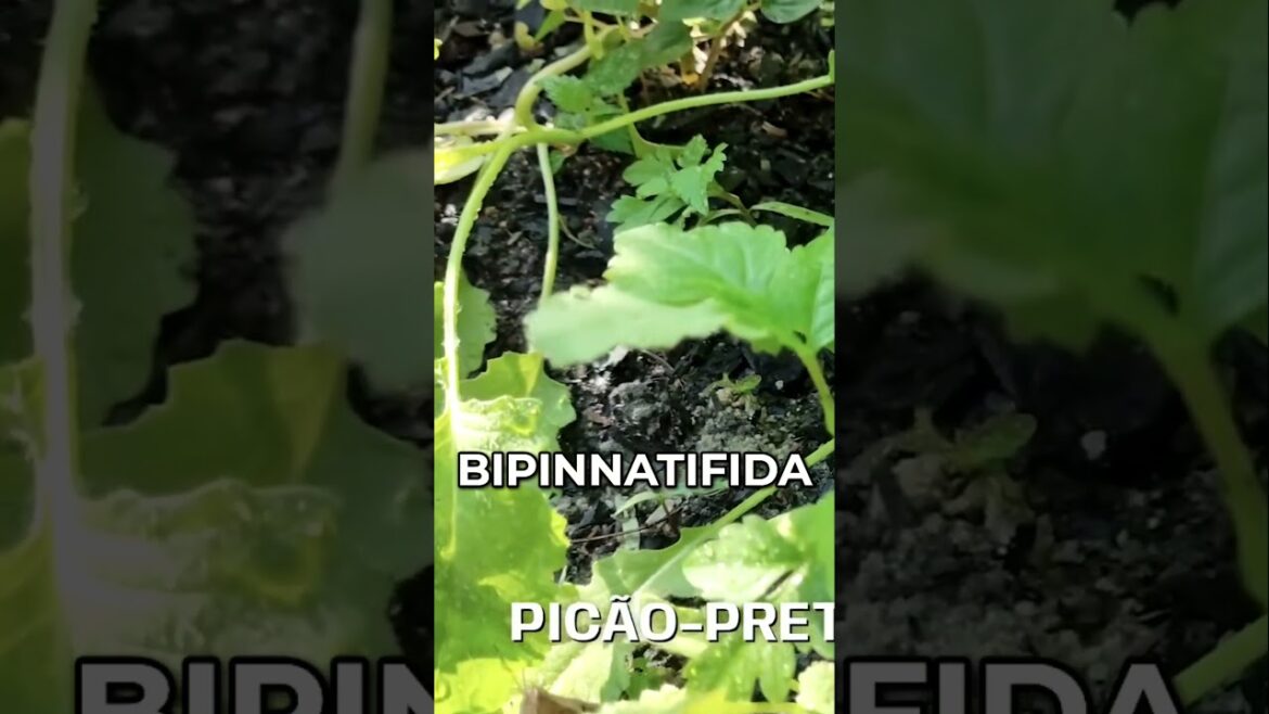 Horta Biodiversa | Desvendando o Segredo das Plantas PANC! Horta Biodiversa | Desvendando o Segredo das Plantas PANC!
