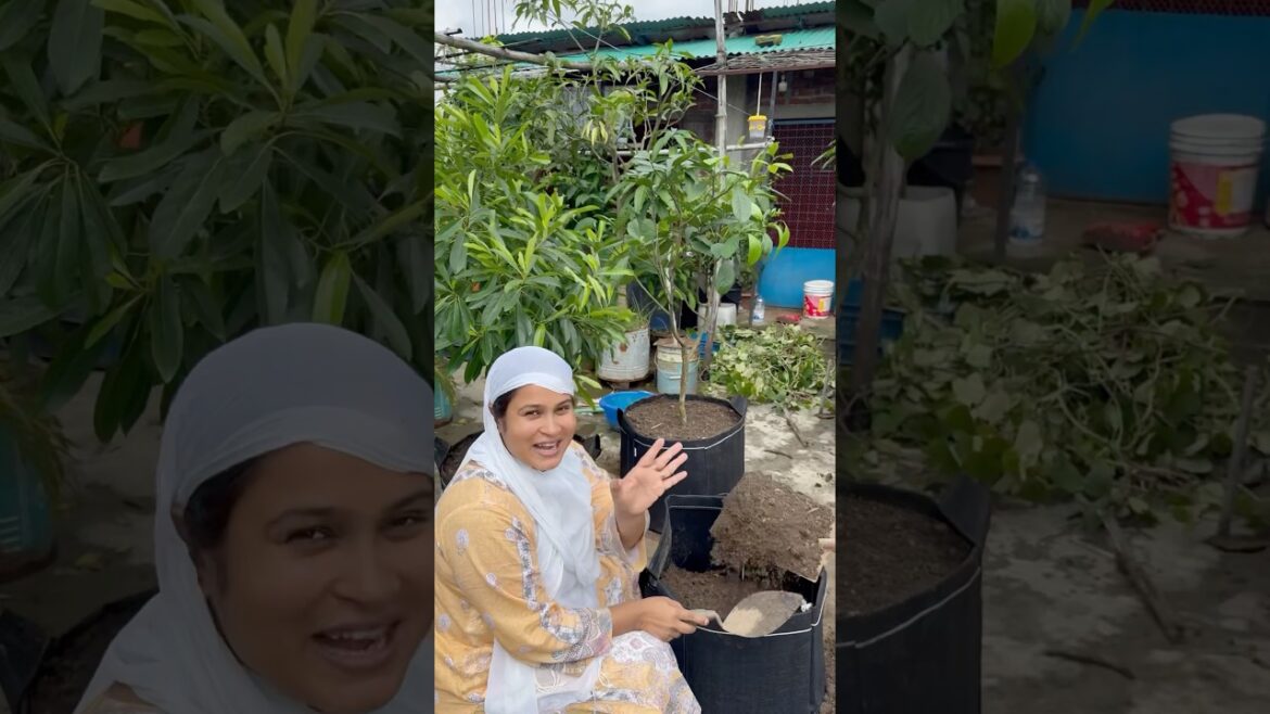 মাশাআল্লহ ছাদ আমার সবুজে ছেয়ে গেছে!🥰#এসোবাগানকরি #roofgarden #gardening #tips #jerinexclusive