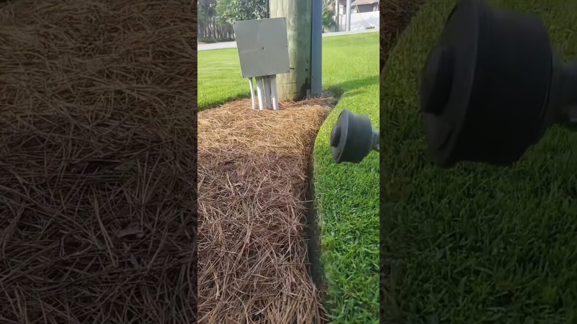 Satisfying Lawn Transformation #grass