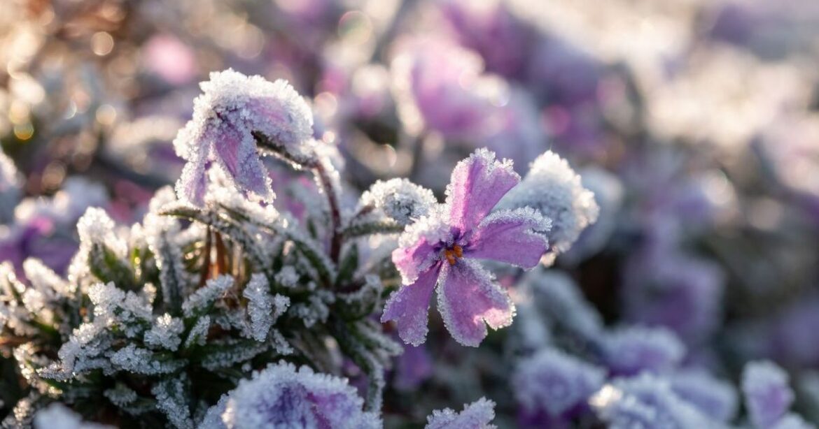 Keep your plants safe this winter with simple £19 buy that ‘protects against wind and frost’ Daily Mirror