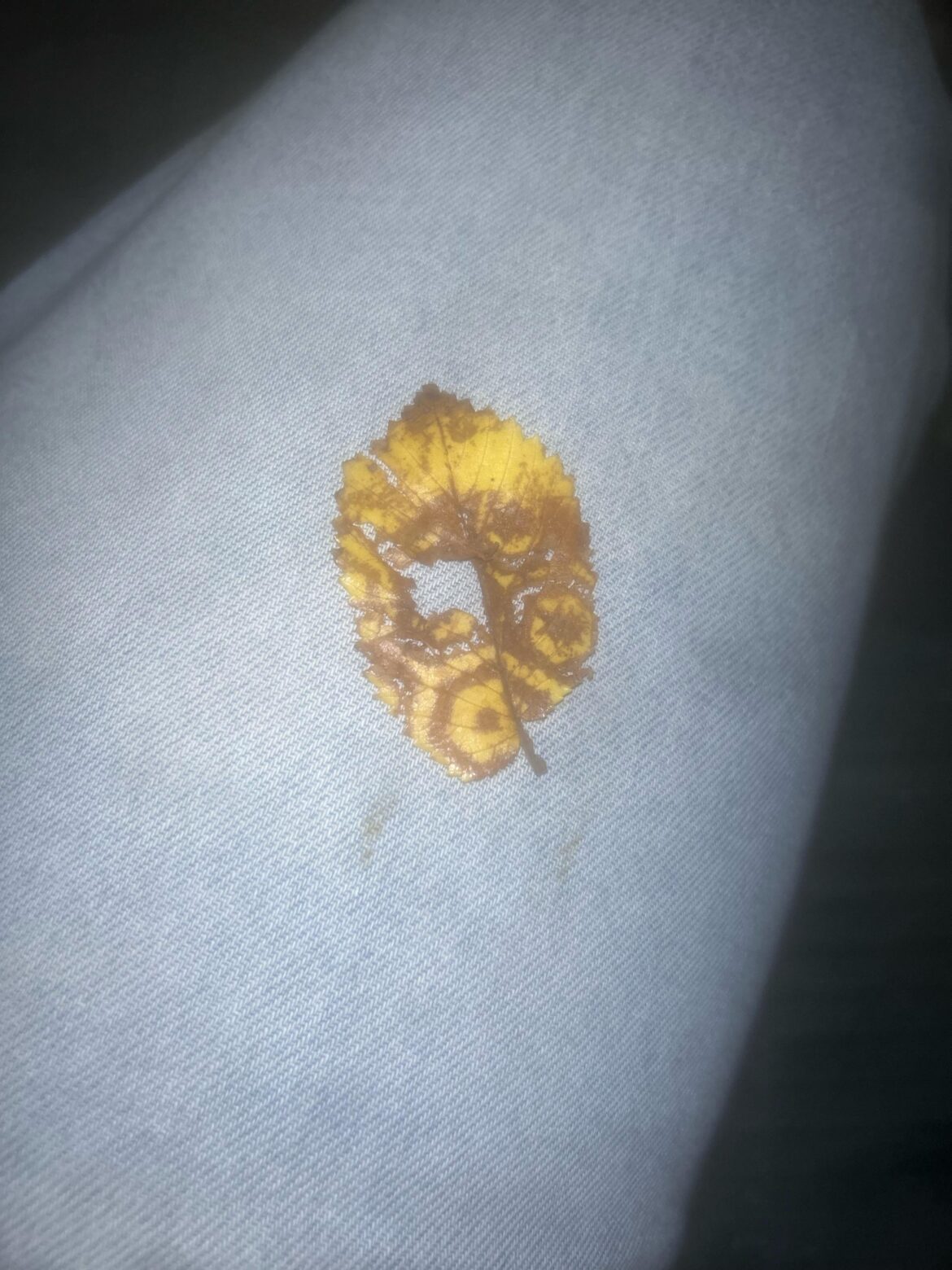 Hexagon Leaf (Legendary)