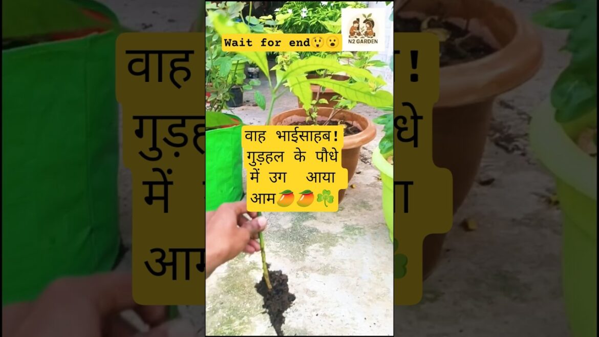 गुड़हल के पौधे में उगा आम!😲😮☘️🥭#wow #grow #plants#gardening #trends#trendingshorts#viralshort #new गुड़हल के पौधे में उगा आम!😲😮☘️🥭#wow #grow #plants#gardening #trends#trendingshorts#viralshort #new