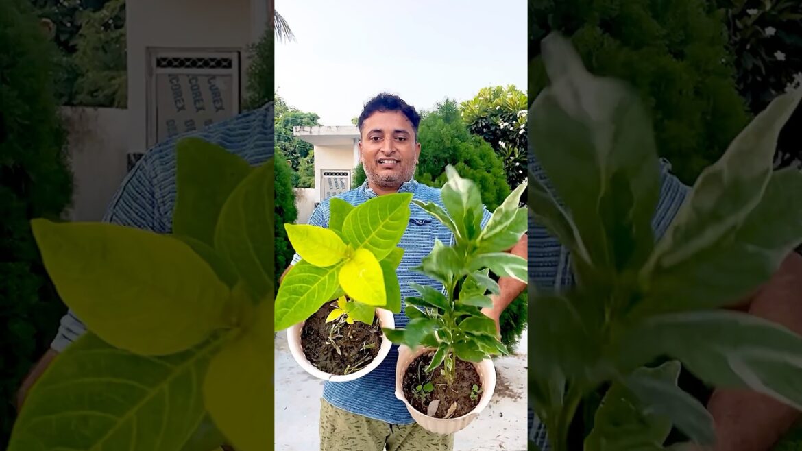 5 Indoor plants in sunlight #indoorplants #indoorplant #gardening #shortvideo #shorts #short #plants 5 Indoor plants in sunlight #indoorplants #indoorplant #gardening #shortvideo #shorts #short #plants