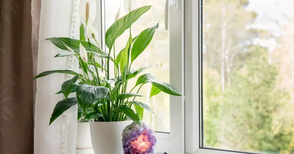 Peace lilies will be ‘greener and bigger’ when you avoid 1 simple mistake Daily Mirror