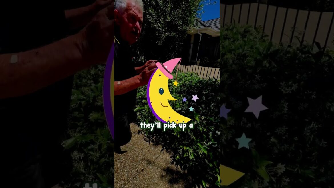 Star Jasmine is the Most Practical and Gorgeous Groundcover. Star Jasmine is the Most Practical and Gorgeous Groundcover.