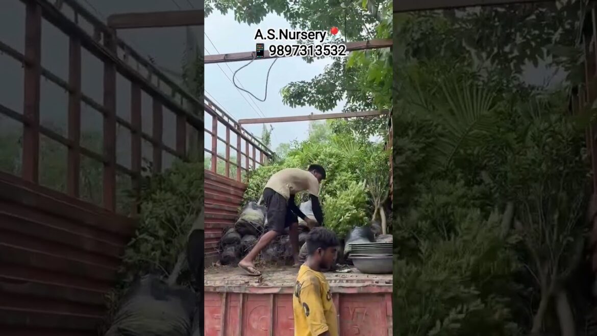 welcome to asnursery loading all india supply Contact:9897313532 #farmhouse #gardening #landscaping