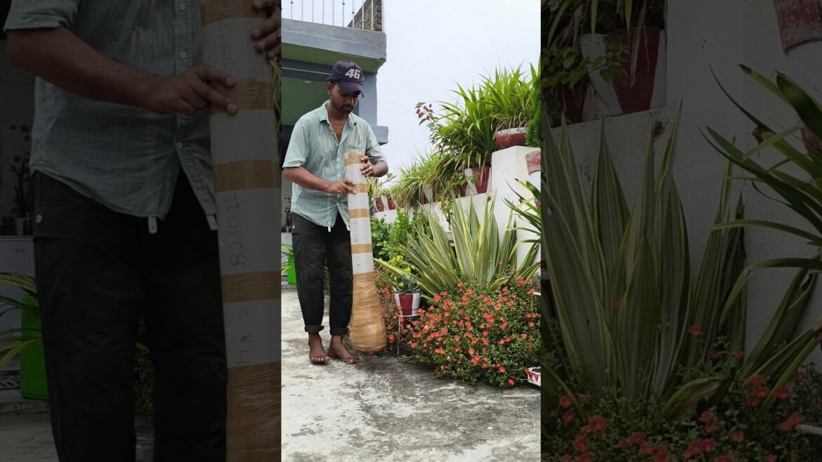 Online Fruit Plants 🤩 #gardeningtips #plantlovers #gardening #fruitplants Online Fruit Plants 🤩 #gardeningtips #plantlovers #gardening #fruitplants