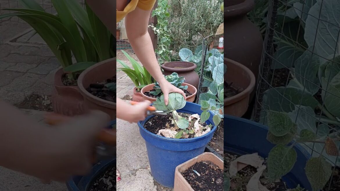 Small But Mighty Cabbage Harvest  for Two!#CabbageHarvest #ContainerGarden  #next_chapter_homestead