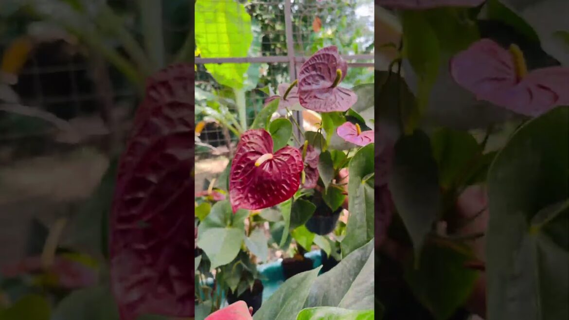 #garden #gardendesign #8921939101 #home #gardenlandscaping #calathea #floweringplant #peacelilly