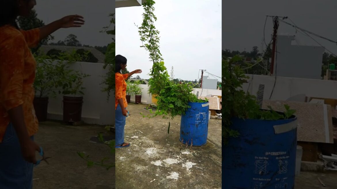 My garden's vegetable 🍆 🥒🍅🌶️ #shorts #ytshorts #viral #garden #gardening @Creative_Shriya