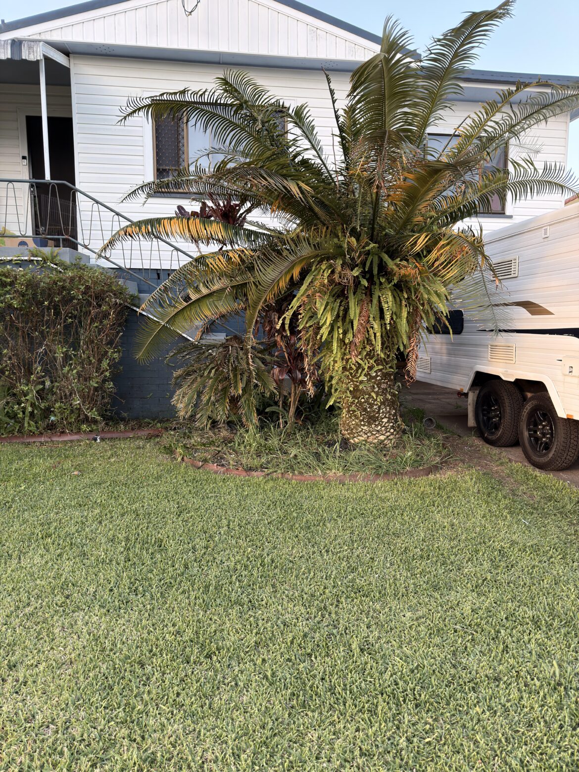 Removing this palm (queen sago) (Aus) Removing this palm (queen sago) (Aus)