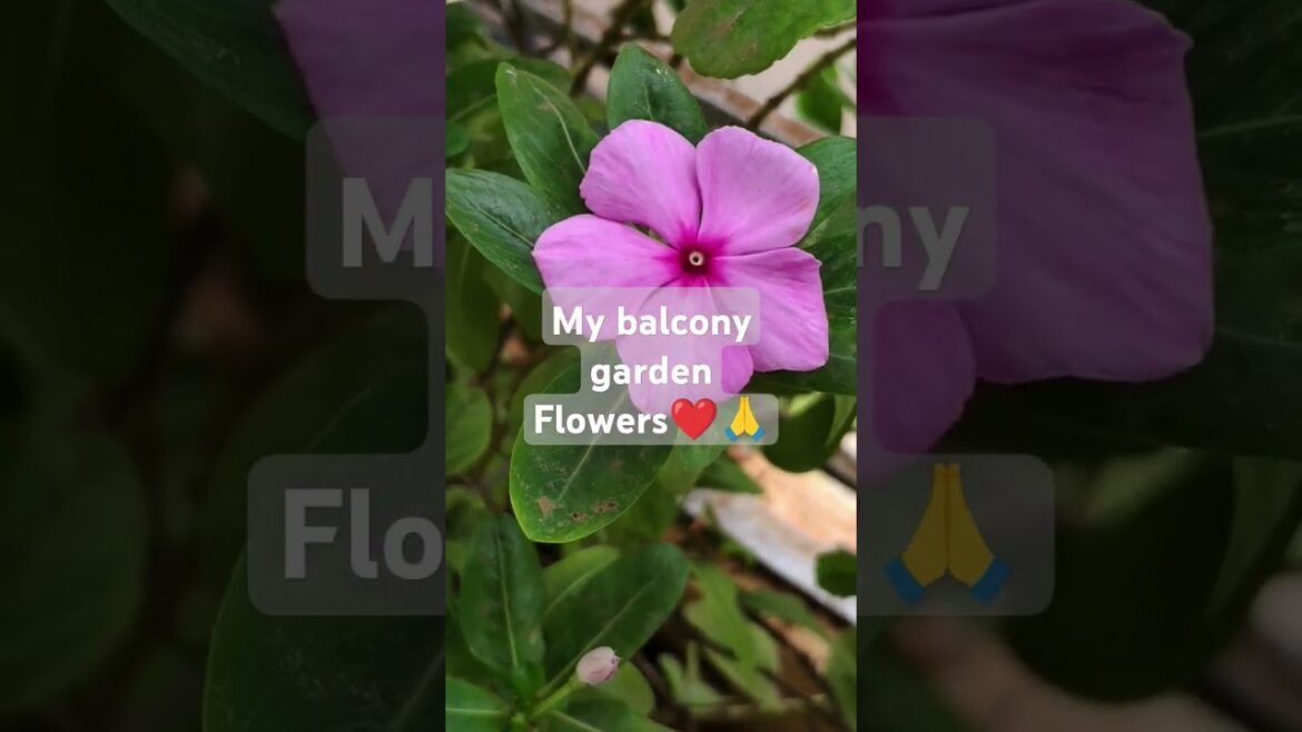 My, Balcony garden flowers # flowers My, Balcony garden flowers # flowers
