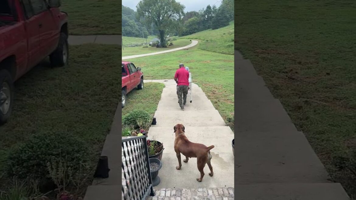 Gardening won't Hurt Your Knees with This (Vego Garden Elevated Raised Bed) #vegogarden