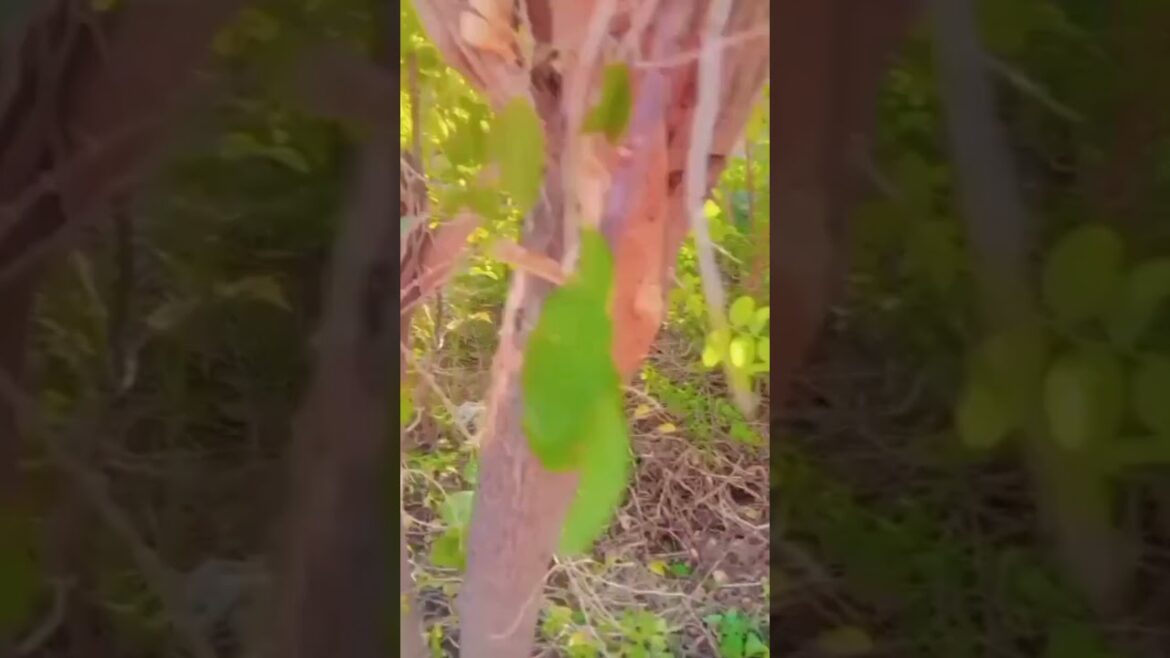 Top 10 Benefits of Gardening 🌿 | Healthy Mind & Body