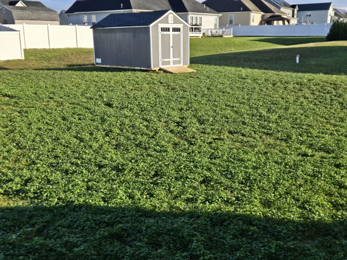 how to best handle a yard of clover how to best handle a yard of clover