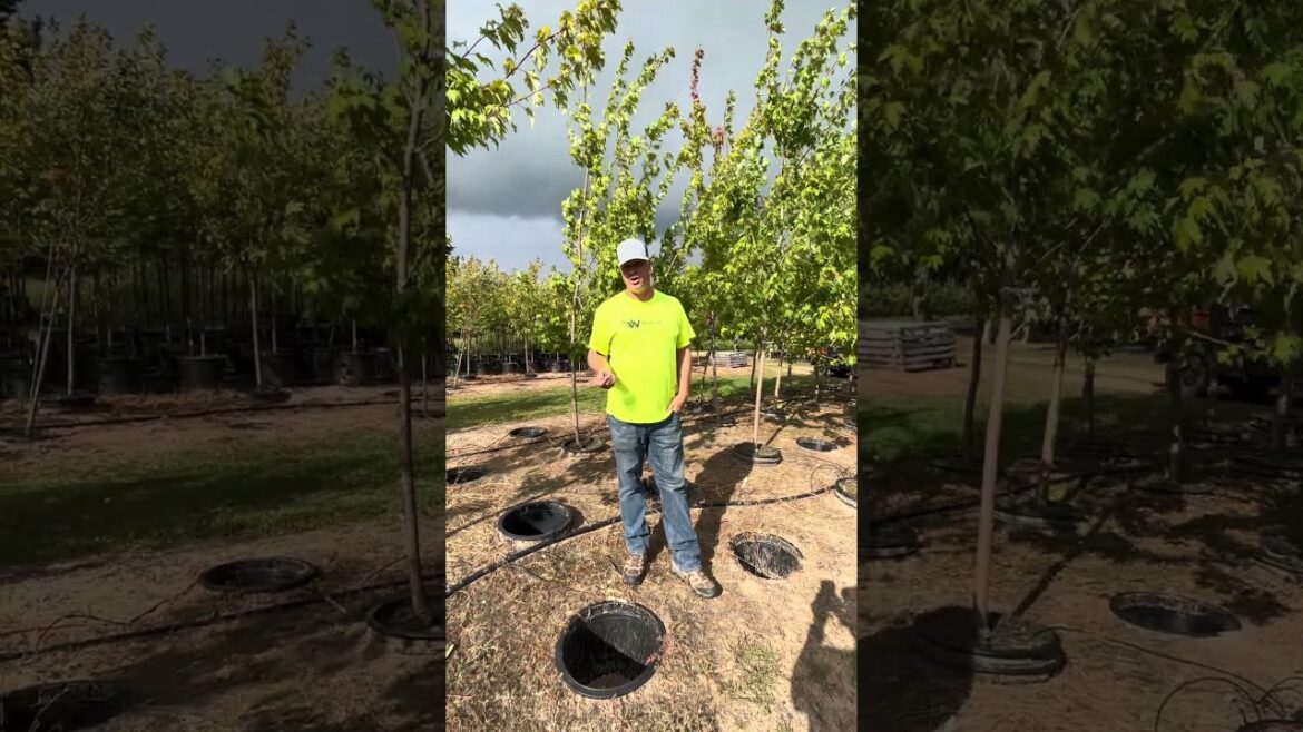 Wolcyn Tree Farms | 2025 Fall sale-Firefall Maple #tree  #landscaping  #backyard Wolcyn Tree Farms | 2025 Fall sale-Firefall Maple #tree  #landscaping  #backyard