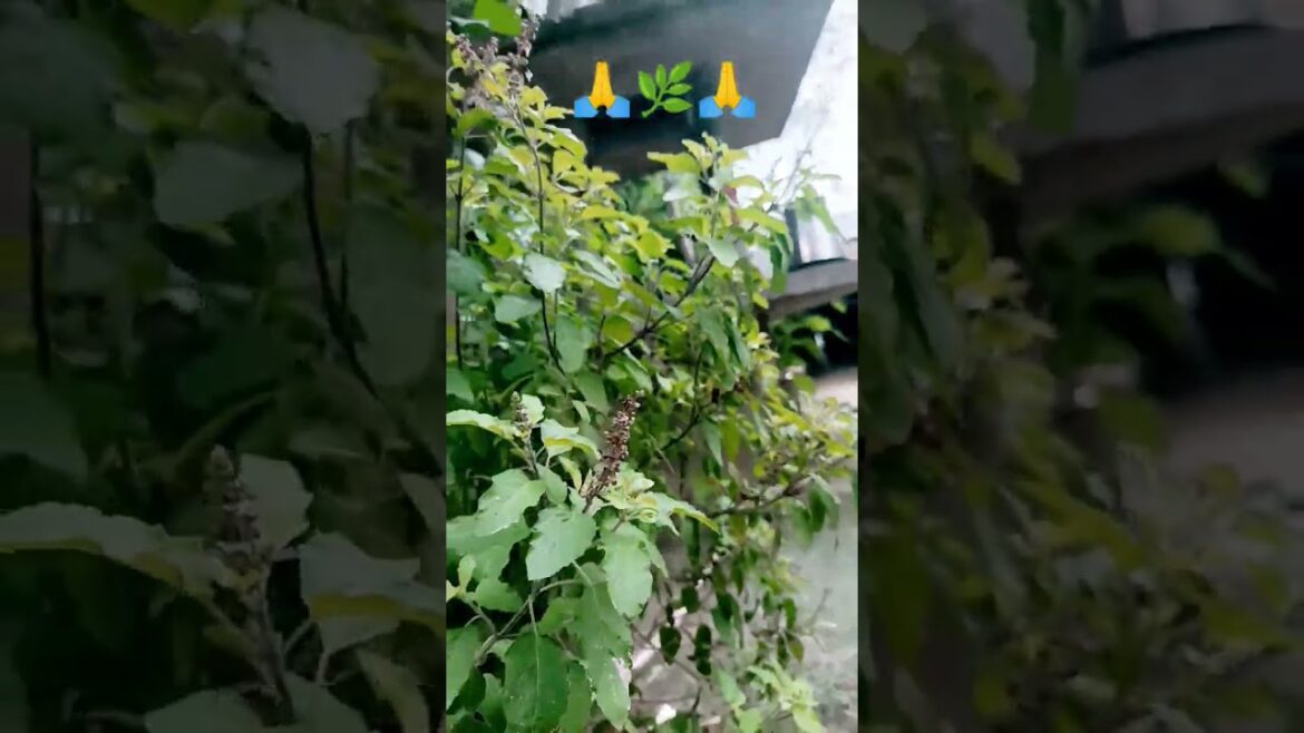 tulsi ka palant#tulsi #tranding #trendingshorts #shorts #short#natures #natural #trends #tulsipuja