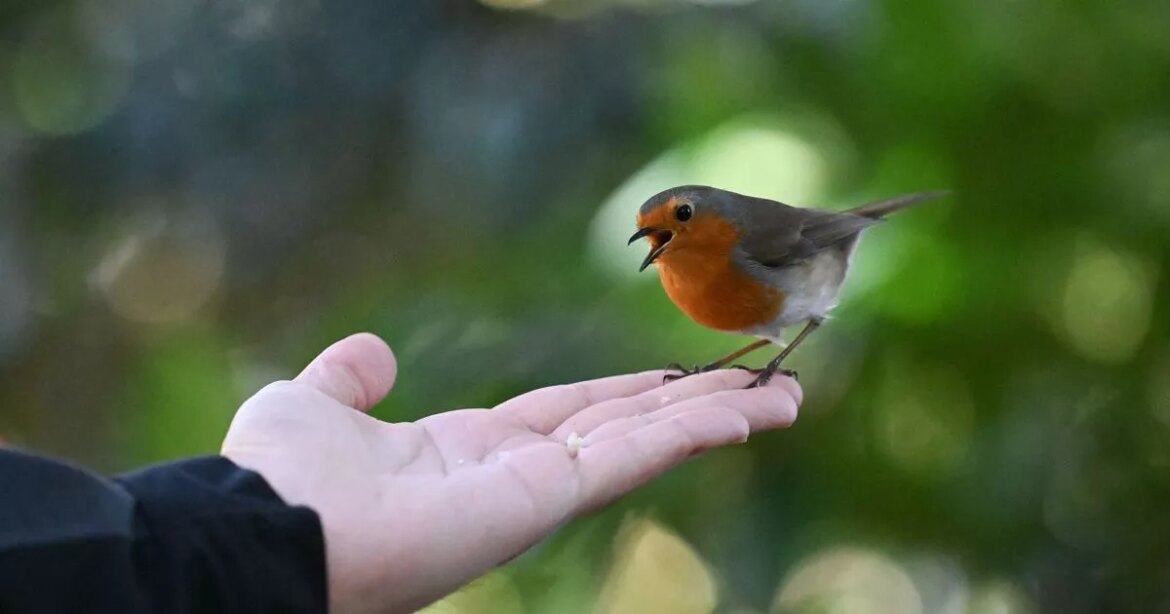 Planting this tree in Irish gardens will attract robins all year round Dublin Live