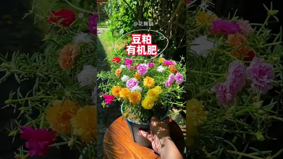 #lovelifelovegrowingflowers #gardening #sunflower #doublesunflower