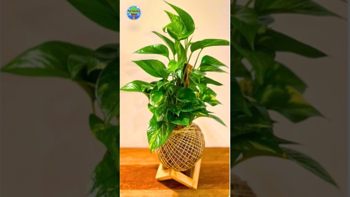 20 Creative Money Plant Display Methods 20 Creative Money Plant Display Methods