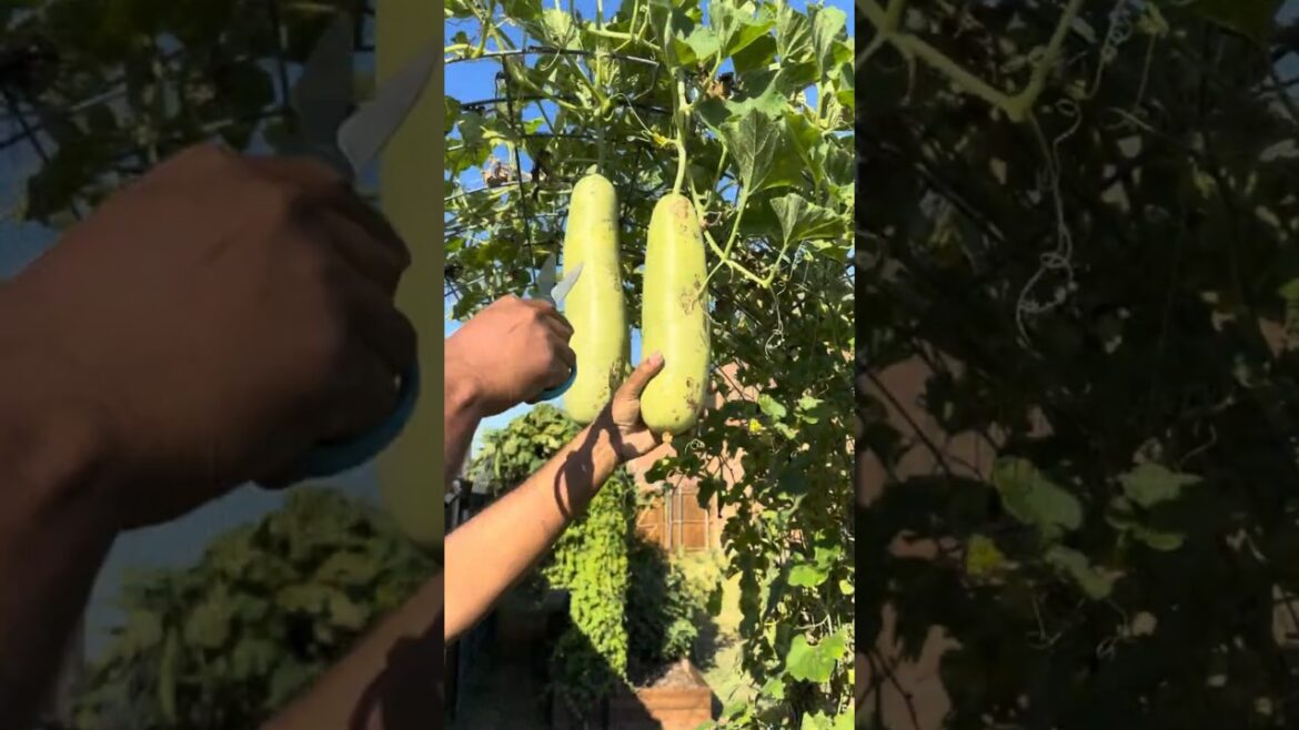 Our Backyard Harvest Surprise!