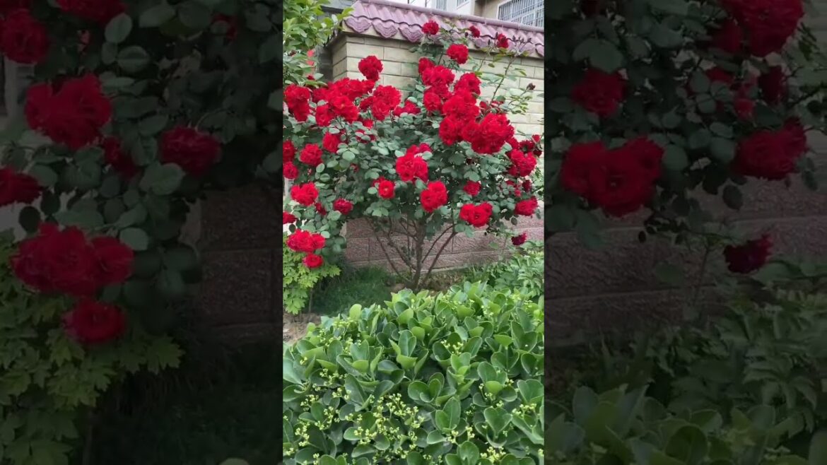 Glow Up Your Outdoor Space 🌼🌿#gardening #asmr #outdoorgarden #nature #plants #decor