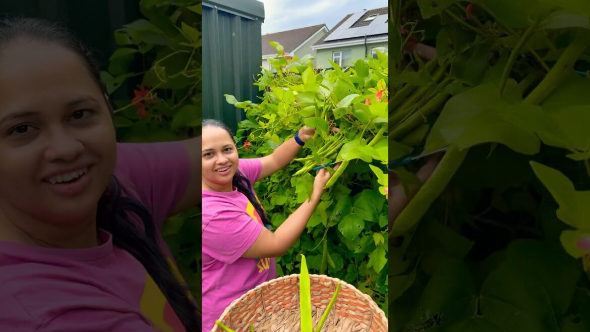 Today's Vegetable Harvest from My Garden/ Malayalam Vlog/ Family Vlog/ Vegetable Gardening Ideas