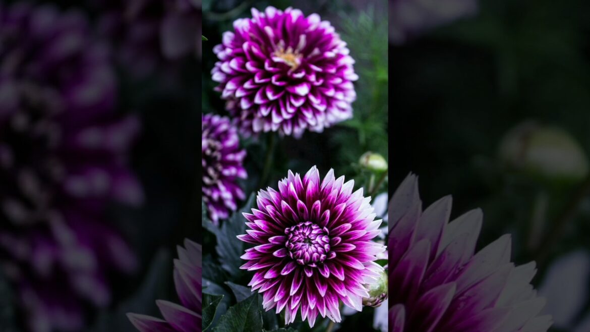 Beautiful Dalia Flowers Seeds #homegardening #telugugardening #gardening #nature sellingSeeds online Beautiful Dalia Flowers Seeds #homegardening #telugugardening #gardening #nature sellingSeeds online