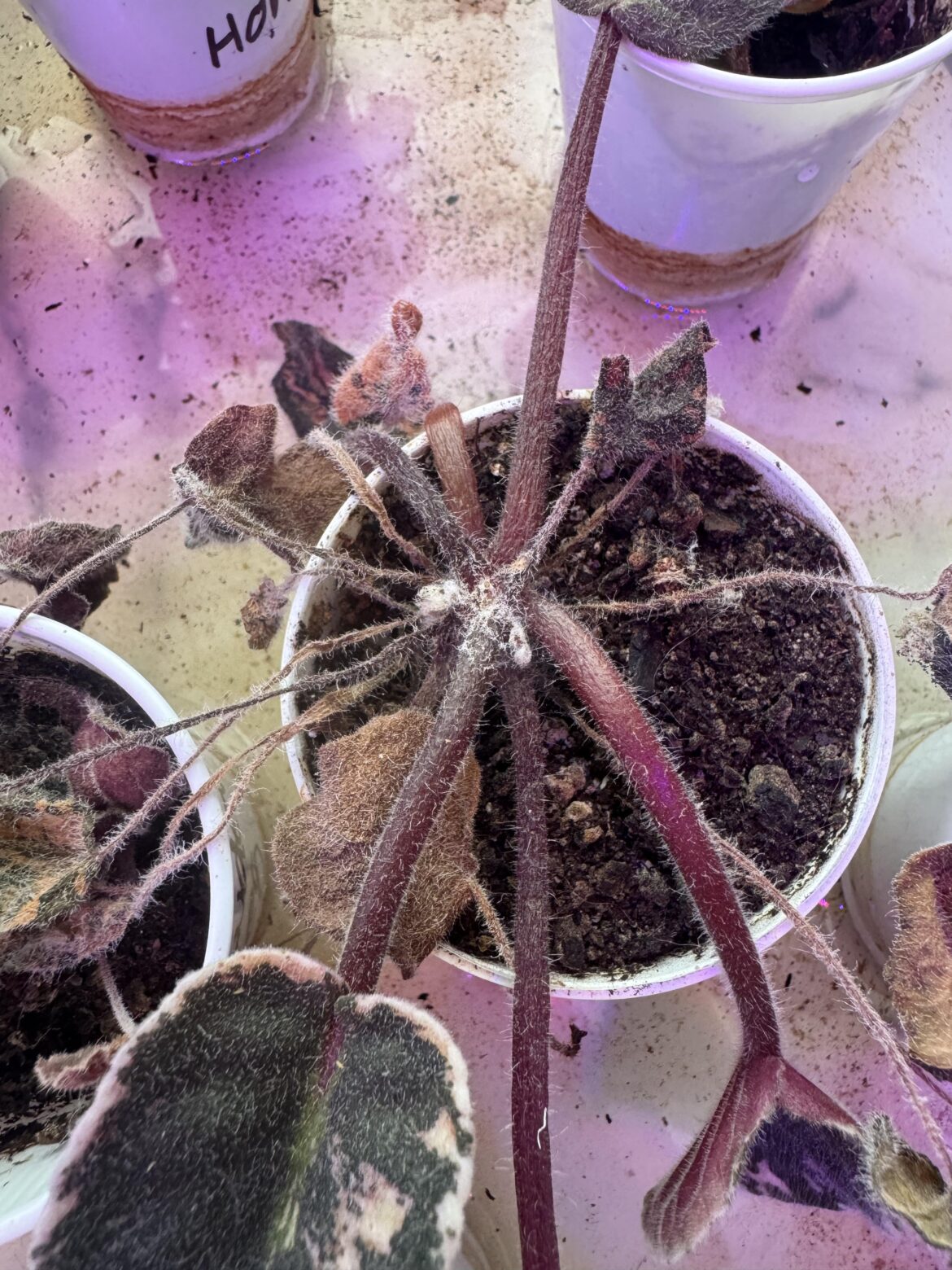 Please be gentle - what is happening to my violet?