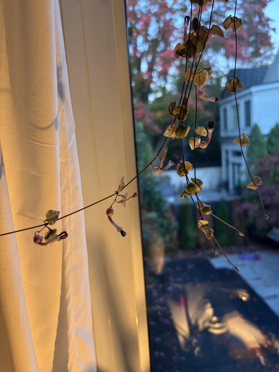 My string of hearts is flowering!