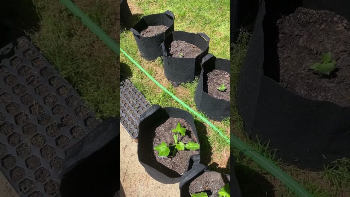 Review of haeteir Flat Soaker Hose (25 ft) #gardeningideas #gardeningtips