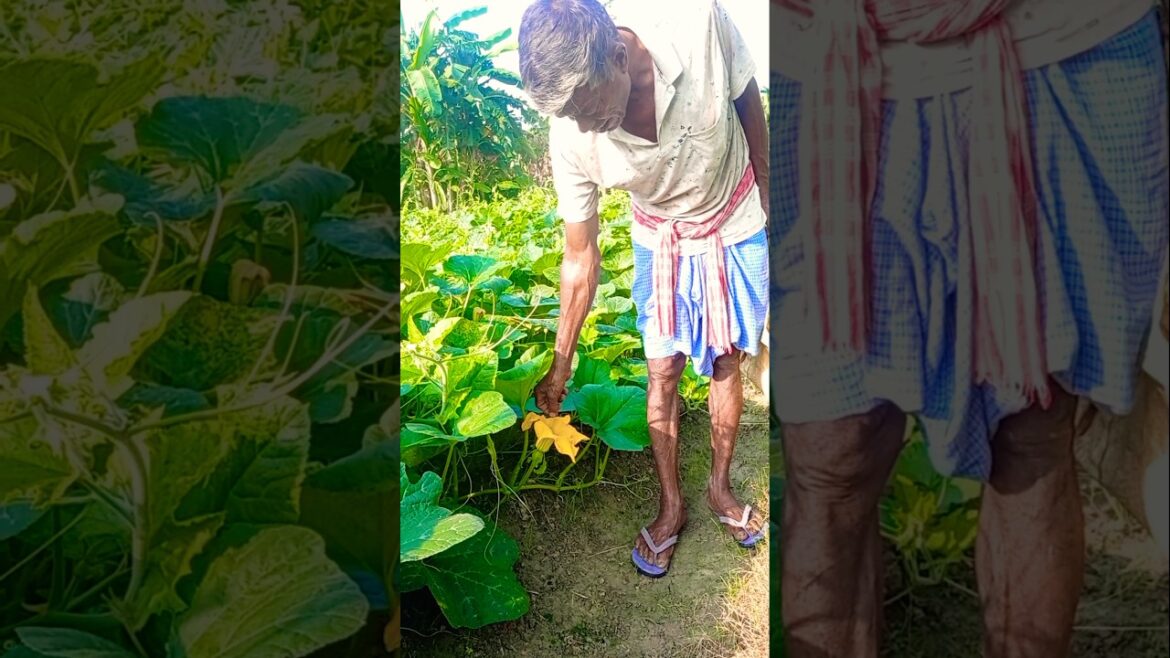 Manual Pollination of Pumpkin Flowers – Boosting Fruit Set 🎃 #shorts Manual Pollination of Pumpkin Flowers – Boosting Fruit Set 🎃 #shorts