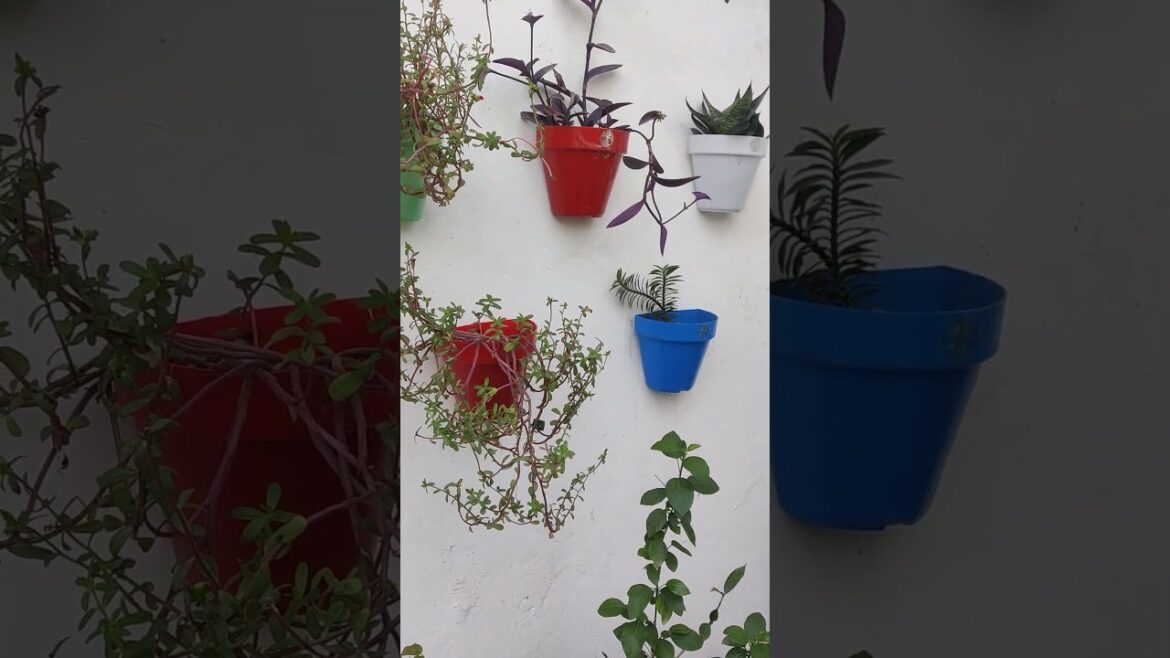 #garden #gardeningplants #gardenflowers #gardeningtips #gardendesign #gardeningideas #plants
