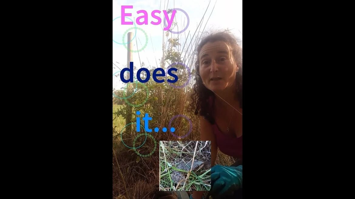 Wildlife Hedge Tips - get ready for Winter! #wildlifegarden #hedges