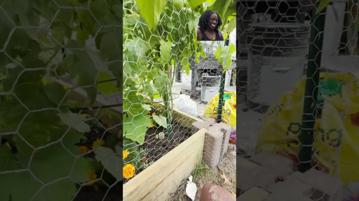 See What Grew in My Backyard Garden! See What Grew in My Backyard Garden!