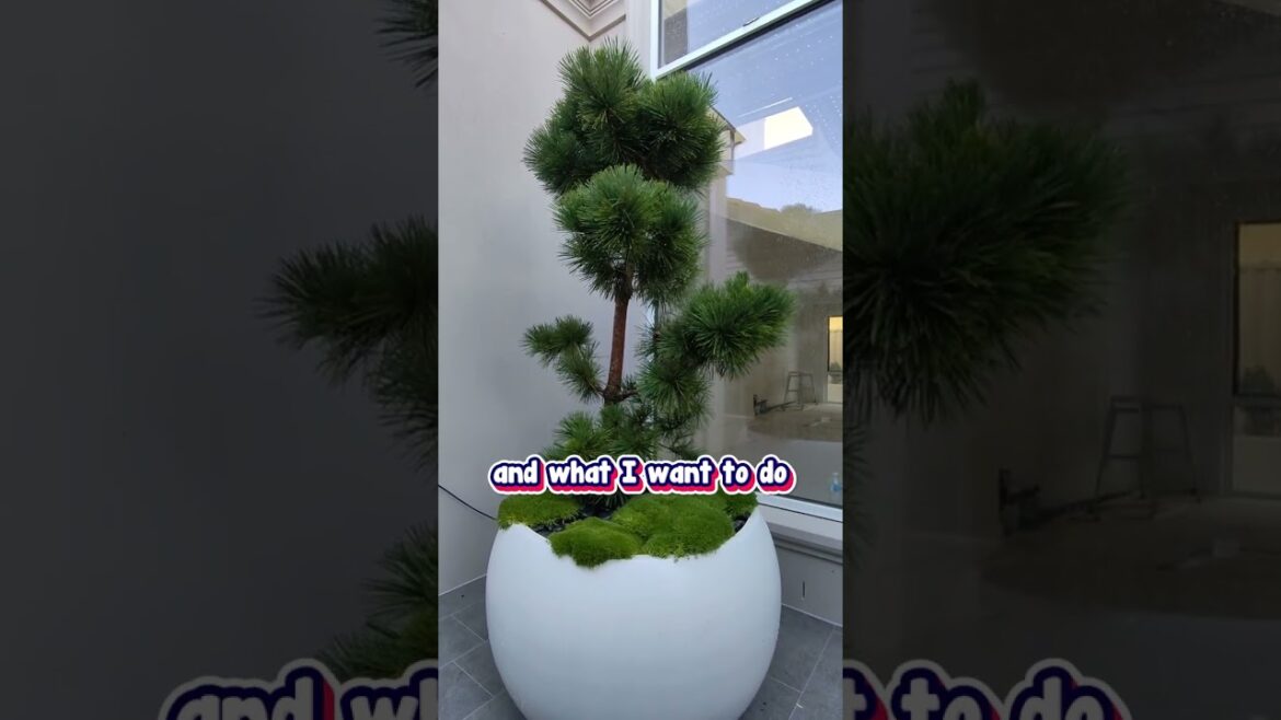 If You’re Doing a Japanese Style Garden You Need a Yatsubusa Black Pine. If You’re Doing a Japanese Style Garden You Need a Yatsubusa Black Pine.