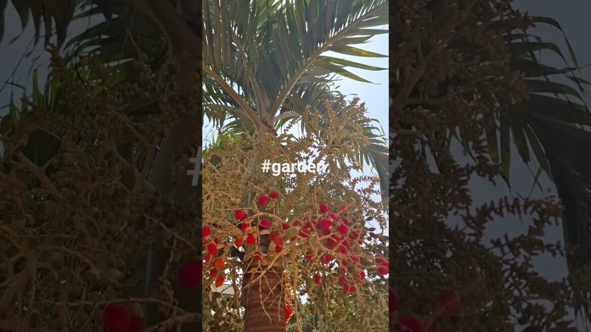 #gardentour #gardenplants #garden #gardendesign