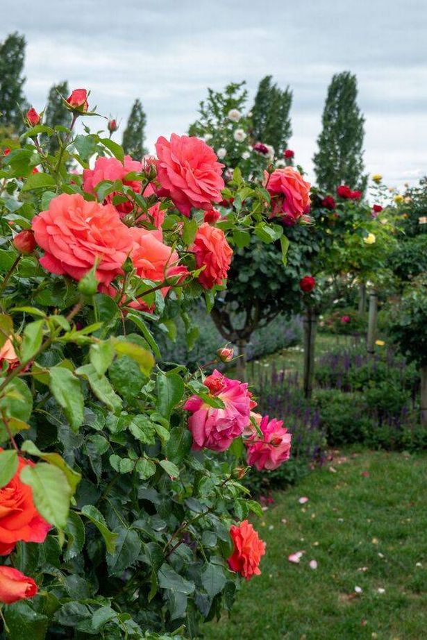 Red roses blooming in a garden