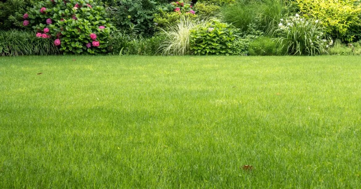 Feed your lawn 1 thing in October to make it turn a ‘deeper green’ colour Ipso logo