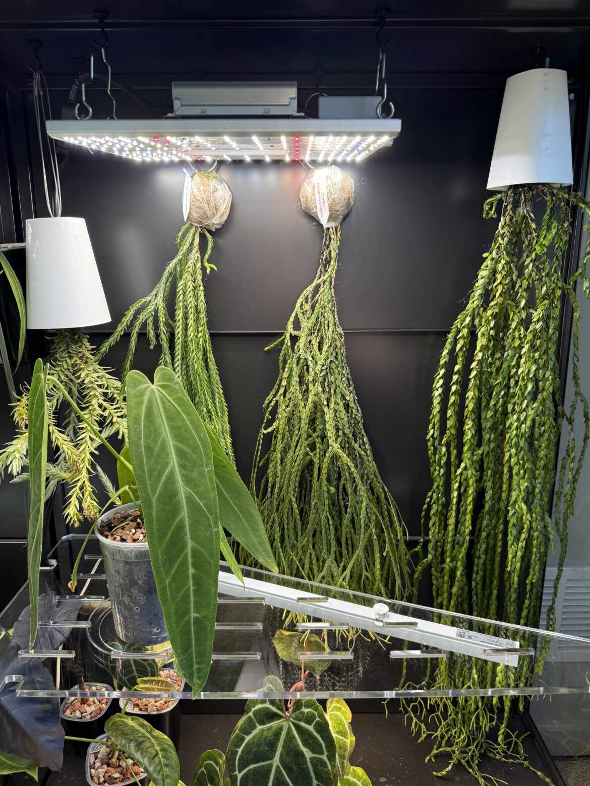 I might be a Huperzia addict