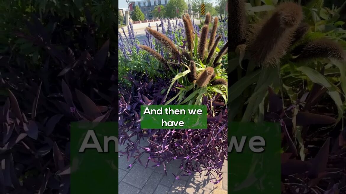 Water-Themed Container Inspiration | Ornamental Pearl Millet, Purple Heart & Salvia Water-Themed Container Inspiration | Ornamental Pearl Millet, Purple Heart & Salvia