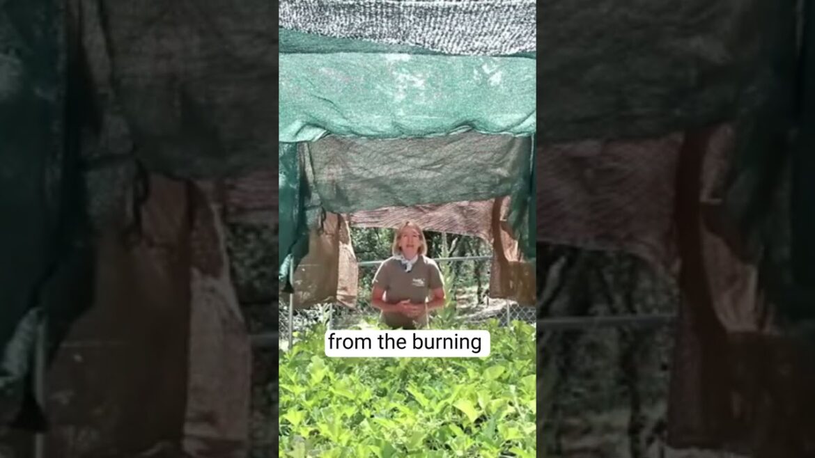 Protect Your Plants from Sunburn with Shade Fabric!